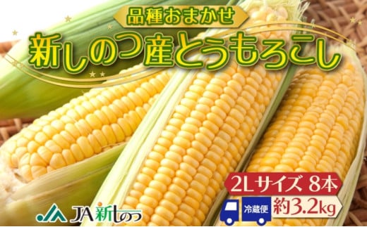 北海道 新しのつ産 とうもろこし 黄色 2L 8本 トウモロコシ とうきび イエロー コーン 旬 野菜 甘い お取り寄せ 国産 農作物 人気 BBQ JA新しのつ 送料無料 新篠津村  1267218 - 北海道新篠津村