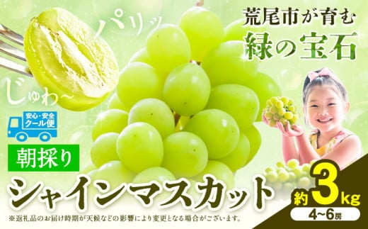 【先行予約】 マスカット シャインマスカット 朝採り シャインマスカット 約3kg 4～6房 前田果樹園《8月下旬-9月末頃出荷》熊本県 荒尾市 旬 果物 フルーツ デザート ふるーつ ますかっと しゃいんますかっと
