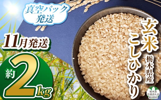 【栃木県共通返礼品】【先行予約】【数量限定】【11月発送】毎月500個限定！令和7年度新米 栃木県産こしひかり（玄米真空パック）2kg  |  ふるさと納税 お米  米 精米 白米 玄米 大粒  お買い得 送料無料 下野市