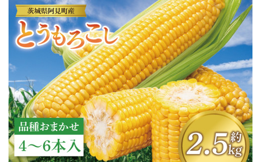 【先行予約 6月中旬から順次配送】とうもろこし　4本～6本入り（約2.5kg）【野菜 甘い トウモロコシ 玉蜀黍 茨城県 阿見町産】(76-05)