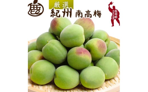 青梅 厳選 南高梅 0.5kg+15g（痛み補償分） /  梅 梅ジュース 梅酒 梅干し 高級 和歌山 ※6月発送 ※北海道・沖縄・離島への配送不可　【ikd508-p-0d5A】 2110826 - 和歌山県広川町