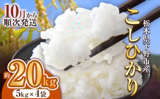 【先行予約】下野市産コシヒカリ 20kg | 米 こめ コメ kome 白米 精米 お米 こしひかり ｺｼﾋｶﾘ 新米 栃木米 令和7年度米 令和7年度 2025年度米 2025年度 ブランド米 栃木県 特産品 送料無料 栃木県 下野市 しもつけ市