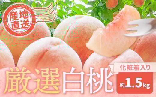 和歌山の厳選白桃【白鳳・清水白桃・川中島白桃 等】化粧箱入り 約1.5kg 池田鹿蔵農園《7月上旬-8月中旬頃出荷》和歌山県 日高町 厳選 白桃 和歌山県産 白鳳 清水白桃 川中島白桃 桃 もも 果物 フルーツ