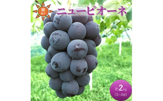 [№5615-0722]早期受付 ぶどう ニューピオーネ 3～4房 約2kg 岡山県高梁市産 うめづぶどう園 化粧箱入り 葡萄 ブドウ 大粒 贈答用