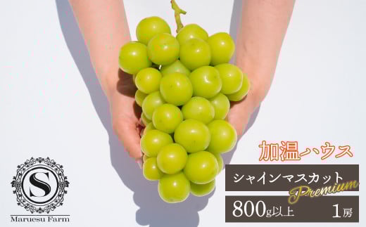 [25年発送先行予約]「マルエス農園」加温ハウス プレミアムシャインマスカット 1房 800g以上 216-004