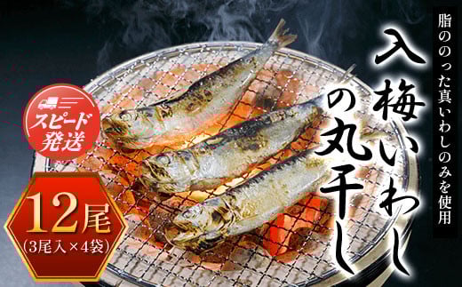 入梅いわしの丸干し 12尾（3尾入×4袋） ふるさと納税 いわし イワシ 鰯 魚 干物 乾物 魚介 千葉県 大網白里市 送料無料 AE001 852092 - 千葉県大網白里市