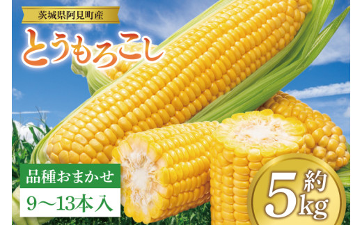 【先行予約 6月中旬から順次配送】とうもろこし　9本～13本入り（約5kg）【野菜 甘い トウモロコシ 玉蜀黍 茨城県 阿見町産】(76-06)