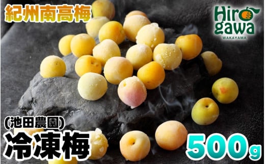 冷凍 梅 500g 家庭用 / 南高梅 訳あり 黄梅 完熟梅 梅ジュース 梅酒 和歌山 ※6月より順次発送 ※北海道・沖縄・離島への配送不可 【ikd510-c-0d5】 2110064 - 和歌山県広川町