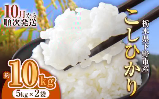 【先行予約】下野市産コシヒカリ 10kg | 米 こめ コメ kome 白米 精米 お米 こしひかり ｺｼﾋｶﾘ 新米 栃木米 令和7年度米 令和7年度 2025年度米 2025年度 ブランド米 栃木県 特産品 送料無料 栃木県 下野市 しもつけ市