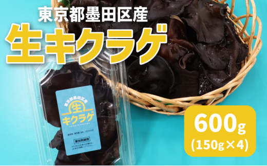 東京都墨田区産　生キクラゲ600g（150g×4パック）　食品 野菜 きのこ キノコ きくらげ キクラゲ 木耳 純国産 新鮮 プリプリ 肉厚 サラダ 和え物 炒め物 鍋[№5619-2136]