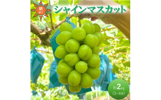 [№5615-0723]早期受付 ぶどう シャインマスカット 3～4房 約2kg 岡山県高梁市産 うめづぶどう園 化粧箱入り 葡萄 ブドウ 大粒 贈答用