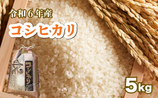 【令和6年】コシヒカリ 白米5kg 広島県三原市 お米 精米 コシヒカリ 1週間以内に発送 117025
