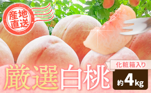 和歌山の厳選白桃【白鳳・清水白桃・川中島白桃 等】化粧箱入り 約4kg 池田鹿蔵農園《7月上旬-8月中旬頃出荷》和歌山県 日高町 厳選 白桃 和歌山県産 白鳳 清水白桃 川中島白桃 桃 もも 果物 フルーツ