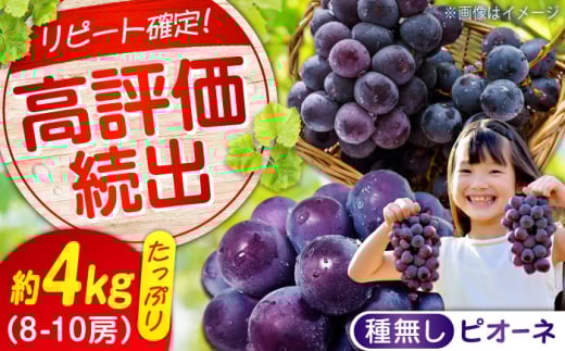 期間限定/8月下旬〜9月上旬頃発送 沼隈ぶどう「ピオーネ」 約2kg×2 8〜10房（種なし） 広島県福山市/福山市農業協同組合　沼隈グリーンセンター ぶどう ブドウ 葡萄 種なし 大粒 ピオーネ [BAEV006]