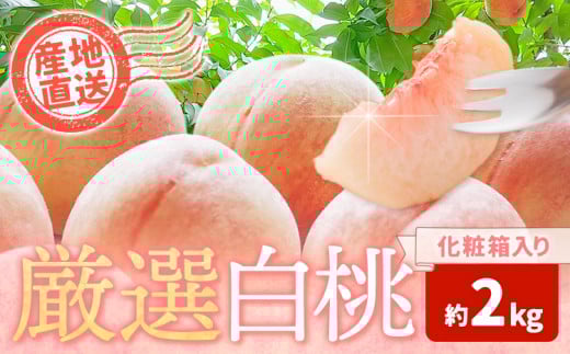和歌山の厳選白桃【白鳳・清水白桃・川中島白桃 等】化粧箱入り 約2kg 池田鹿蔵農園《7月上旬-8月中旬頃出荷》和歌山県 日高町 厳選 白桃 和歌山県産 白鳳 清水白桃 川中島白桃 桃 もも 果物 フルーツ