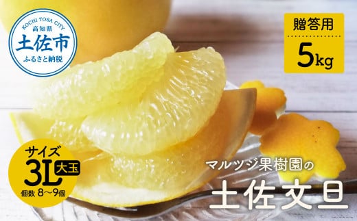 [先行予約受付]文旦 約5kg 贈答用 大玉 土佐文旦 ぶんたん ブンタン 期間限定 数量限定 3Lサイズ 8〜9個 果物 柑橘 フルーツ 高知県産 土佐市産 贈答用 ギフト 美味しい おいしい ふるさと納税 16000円 返礼品 高知 マルツジ果樹園の土佐文旦贈答用