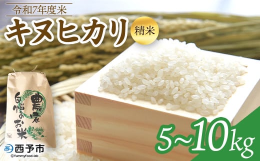 新米 [令和7年度 米 キヌヒカリ 精米 5kg/10kg] 2025年産 単一原料米 単一米 5キロ 10キロ きぬひかり お米 コメ こめ 白米 ご飯 ライス りの果樹園 愛媛県 西予市