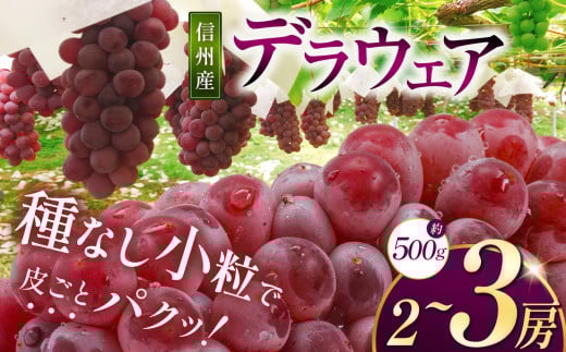 【先行受付】信州産 デラウェア 約500g (2~3房)|ふるさと納税 松本市 ぶどう 葡萄 デラウェア 果物 フルーツ 新鮮 信州産 先行予約 2110752 - 長野県松本市