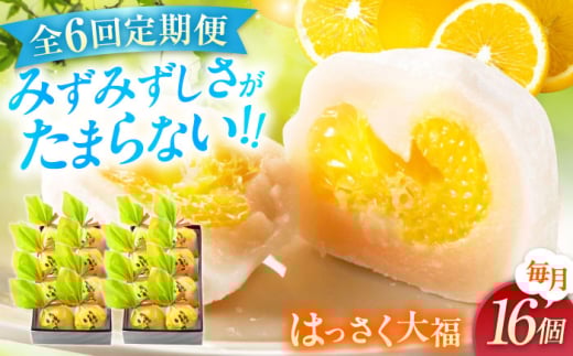 【6回定期便】お菓子 はっさく大福8個入×2　 お菓子 大福 八朔 柑橘 みかん オレンジ 餅 ギフト お取り寄せ スイーツ フルーツ大福 ご当地 菓子 おかし デザート 食品 人気 おすすめ 広島県福山市/株式会社虎屋本舗 [BADH027]