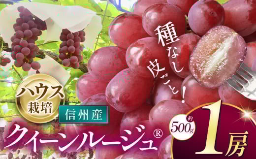 【先行受付】クイーンルージュ 1®︎(約500g)|ふるさと納税 松本市 ぶどう 葡萄 クイーンルージュ 果物 フルーツ 種無し 新鮮 信州産 先行予約 2110755 - 長野県松本市
