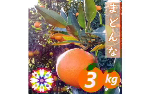 愛咲果樹園「 まどんな 」約3kg＜D71-27＞【1616835】 2111614 - 愛媛県八幡浜市