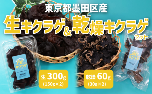 東京都墨田区産　生キクラゲ300g（150g×2パック）、乾燥キクラゲ60g（30g×2袋）　食品 野菜 きのこ キノコ きくらげ キクラゲ 木耳 純国産 新鮮 サラダ 和え物 炒め物 鍋[№5619-2139]
