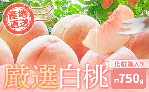和歌山の厳選白桃【白鳳・清水白桃・川中島白桃 等】化粧箱入り 約750g 池田鹿蔵農園《7月上旬-8月中旬頃出荷》和歌山県 日高町 厳選 白桃 和歌山県産 白鳳 清水白桃 川中島白桃 桃 もも 果物 フルーツ