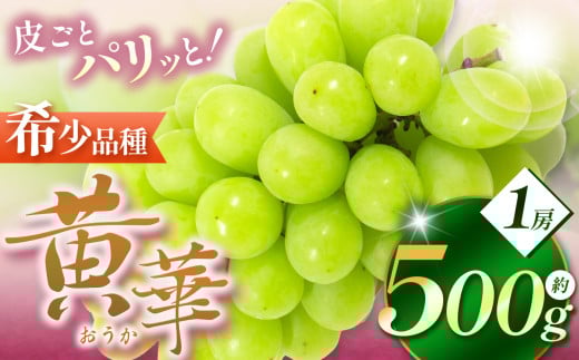 【先行受付】長野県松本市生まれの新品種 ぶどう 黄華(おうか) 1房 約500g｜黄華 長野県 信州 松本市 松本原産 松本発祥 果物 ぶどう マスカット フルーツ ブドウ  甘い 葡萄 種無し 新鮮 信州産 先行予約 シャインマスカット 2110751 - 長野県松本市