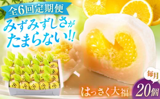 【6回定期便】お菓子 はっさく大福20個入　 お菓子 大福 八朔 柑橘 みかん オレンジ 餅 ギフト お取り寄せ スイーツ フルーツ大福 ご当地 菓子 おかし デザート 食品 人気 おすすめ 広島県福山市/株式会社虎屋本舗 [BADH031]