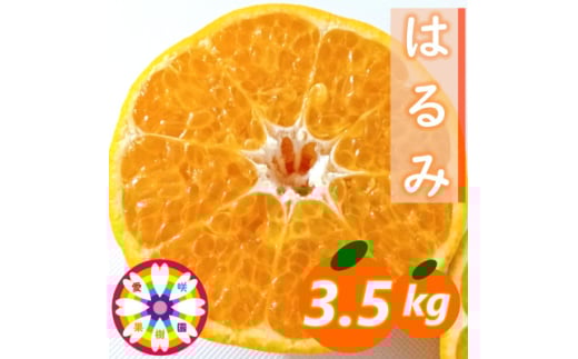 愛咲果樹園「はるみ」約3.5kg＜C71-29＞【1619092】 2111616 - 愛媛県八幡浜市