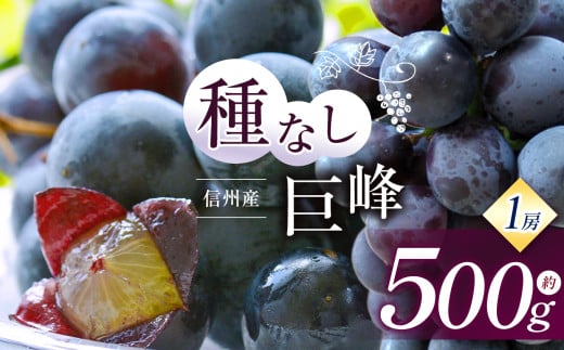 [先行受付]信州産 種無し巨峰 1房 約500g|ふるさと納税 松本市 巨峰 ぶどう 葡萄 果物 フルーツ 美味しい 種無し 新鮮 信州産 先行予約
