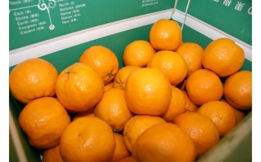 【先行予約】産地直送！愛媛県産ぽんかん 5kg（2026年1月上旬より順次発送） 【 ふるさと納税 人気 おすすめ ランキング みかん ミカン 蜜柑 ぽんかん フルーツ 果物 産地直送 ニュウズ 愛媛県産 愛媛県 伊方町 送料無料 】 IKTF016