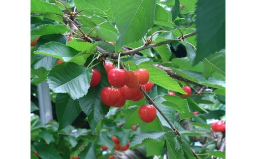 三関産 さくらんぼ 紅ゆたか 1kg Lサイズ以上[B5-15106]