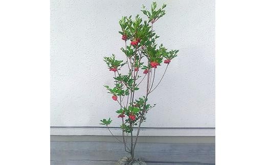 紅花ドウダンツツジ 樹高約80～90cm 取扱説明書付き 2112753 - 三重県鈴鹿市