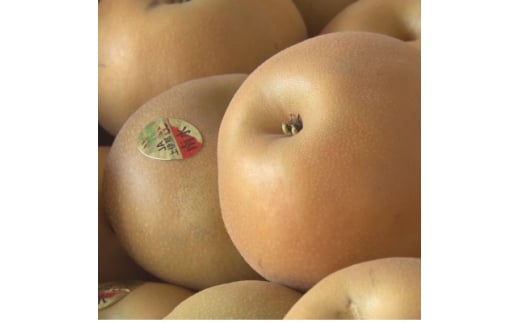 南水梨 4.5kg(秀10～12玉)【1615471】