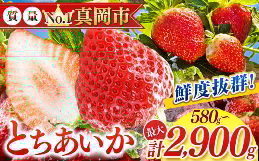 鮮度抜群 とちあいか 選べる内容量 580〜2900g | 選べる 容量 1箱 2箱 3箱 4箱 5箱 日本一 産地 大粒 冬 味覚 いちご 苺 イチゴ ストロベリー 大きい ハート 美味しい 果汁 ジューシー 甘い あまい 甘味 たっぷり 大容量 | 人気 レビュー 栃木県 真岡市 送料無料