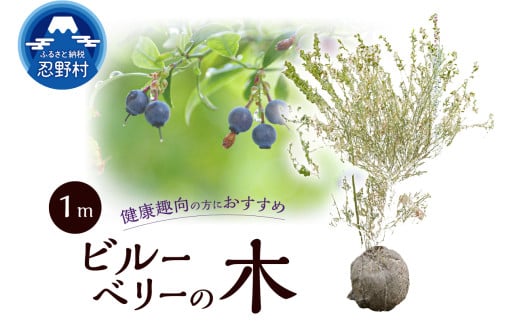 植木　ビルーベリーの木　1ｍ 2116981 - 山梨県忍野村