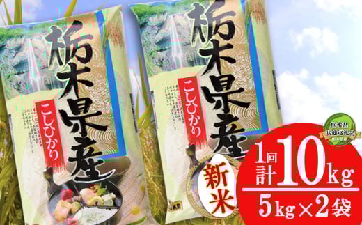 【栃木県共通返礼品】【先行予約】コシヒカリ10kg（5kg×2袋） | 米 こめ コメ kome 白米 精米 お米 こしひかり ｺｼﾋｶﾘ 新米 栃木米 令和7年度米 令和7年度 2025年度米 2025年度 ブランド米 栃木県 特産品 送料無料 栃木県 下野市 しもつけ市 2113250 - 栃木県下野市