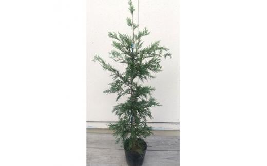 クリスマスツリーにもなる！レイランディ 樹高約1m 24cmポット取扱説明書付き 2112754 - 三重県鈴鹿市