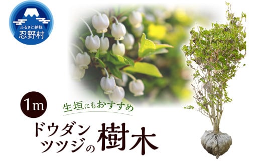 植木　ドウダンツツジ　1ｍ 2116977 - 山梨県忍野村