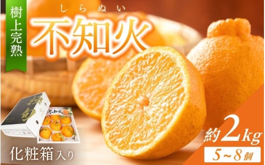 【贈答用化粧箱入】 不知火 樹上完熟 約2kg （5～8個入）【2026年2月中旬頃から発送】【KG10】【kgr014】