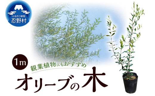 植木　オリーブ1m 2116974 - 山梨県忍野村