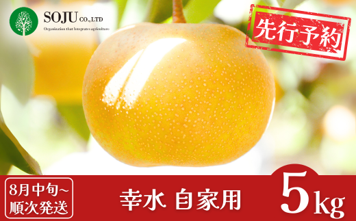 先行予約 和梨 幸水 自家用 約5kg [8月中旬から発送予定] 令和7年度 新潟県 三条市産 梨 [三条果樹専門家集団] 【010P047】 946161 - 新潟県三条市