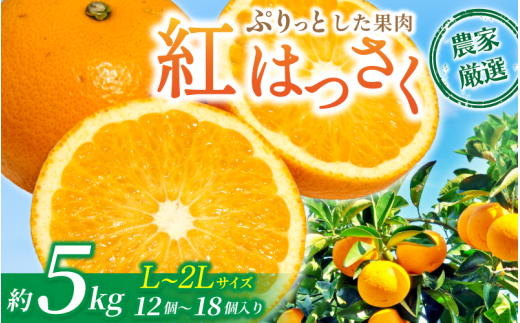 【先行予約】あふれる果汁！ 希少な紅はっさく 秀品 5kg L～２L 2026年1月初旬～2026年3月末頃に順次発送予定（お届け日指定不可）/ ハッサク 八朔 紅八朔 紅はっさく フルーツ 柑橘 蜜柑 果物 くだもの【kgr006A】 2005737 - 和歌山県すさみ町