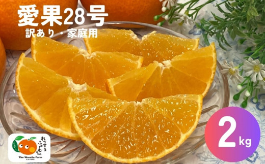 愛果28号 みかん 2kg ご家庭用 傷あり レッスルファーム 愛媛 【2025年12月中旬順次発送】 先行予約 数量限定 おすすめ 美味しい おいしい グルメ フルーツ くだもの 愛媛県産 人気 柑橘 伊予市｜A104 2069509 - 愛媛県伊予市