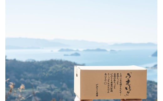【先行予約】いのうえ農園の南柑20号 3kg ※離島への配送不可（2025年12月上旬より順次発送） 【 ふるさと納税 人気 おすすめ ランキング 柑橘 みかん ミカン 蜜柑 南柑 フルーツ 果物 産地直送 いのうえ農園 愛媛県産 愛媛県 伊方町 送料無料 】 IKTAI005