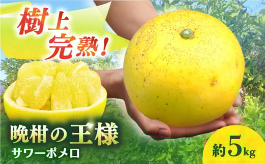 【数量限定】【先行予約】 サワーポメロ 約 5kg ー2026年3月より発送ー 長与町/ 溝上農園 [EBY004] 国産サワーポメロ 先行予約 国産 柑橘 果物 くだもの フルーツ お取り寄せ 長崎県産 文旦 ぶんたん ボンタン ぼんたん 579718 - 長崎県長与町