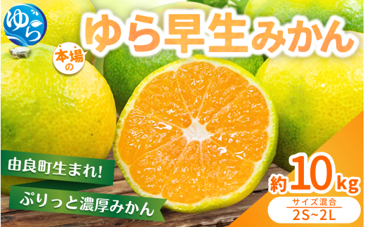  【先行予約】農家直送 ゆら早生みかん 約10kg 2S～2Lサイズ混合 ※2025年10月中旬～10月下旬順次発送  / 農家直送 くだもの  果実  柑橘 果物 フルーツ 国産 和歌山県 由良町 ご家庭用 人気 おすすめ 【nktn014】 2078073 - 和歌山県由良町
