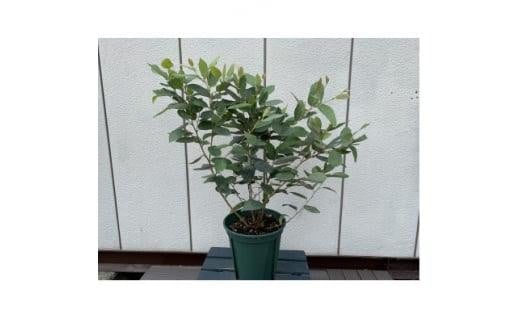 おしゃれなカラーリーフ  青葉品種  フォッサギラ  ブルーミスト〈プラス樹〉 2112757 - 三重県鈴鹿市