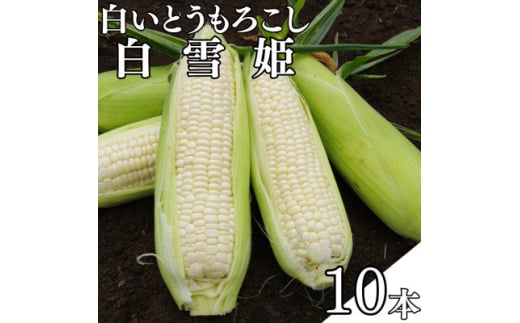白いとうもろこし「白雪姫」10本入り【1623587】